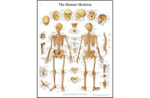 Poster ľudská kostra