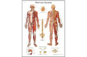 Poster ľudská nervová sústava