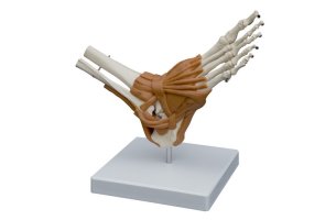 Anatomický model členku