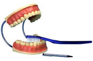 Anatomický model dentálnej hygieny