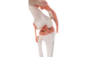 Model kolenného kĺbu