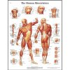 Poster ľudské svalstvo
